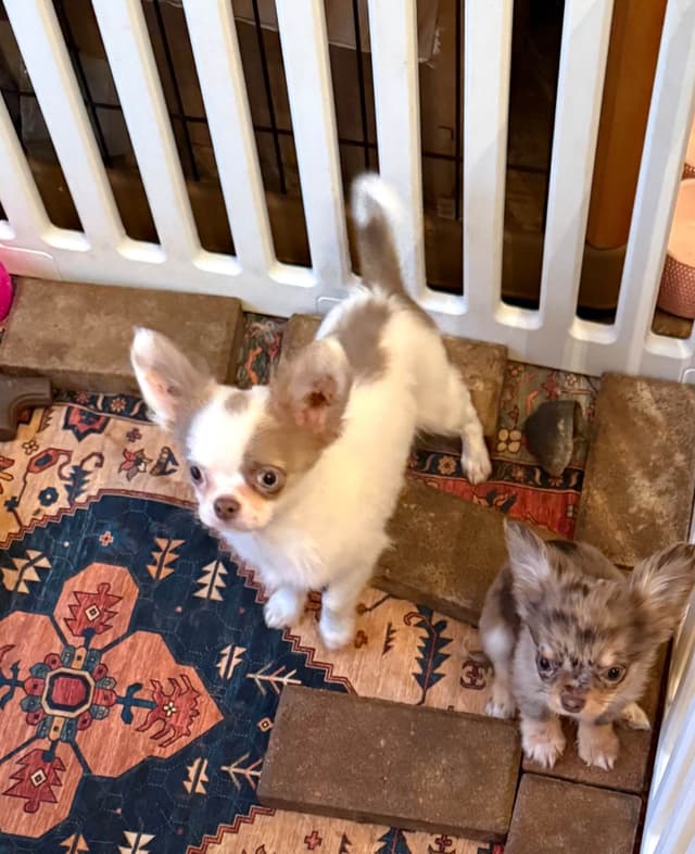 Chihuahua Puppies media 3