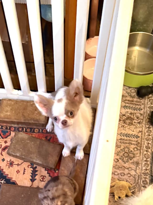 Chihuahua Puppies media 4