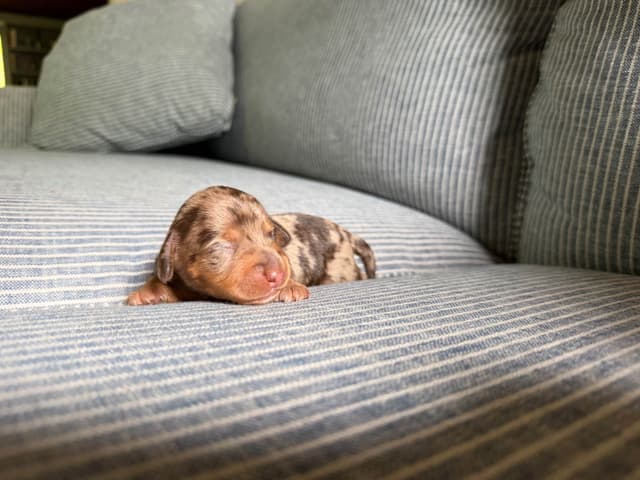 Dachshund Puppies media 2