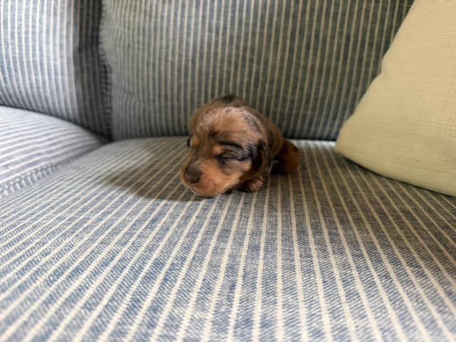 Dachshund Puppies media 3
