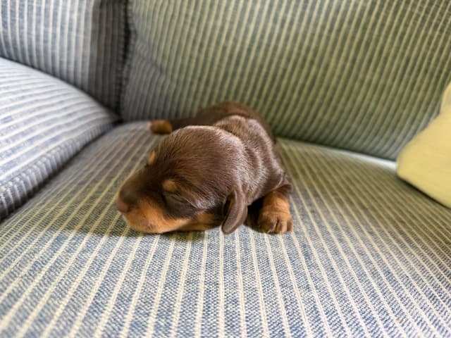 Dachshund Puppies media 4