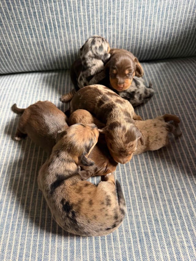 Dachshund Puppies media 5