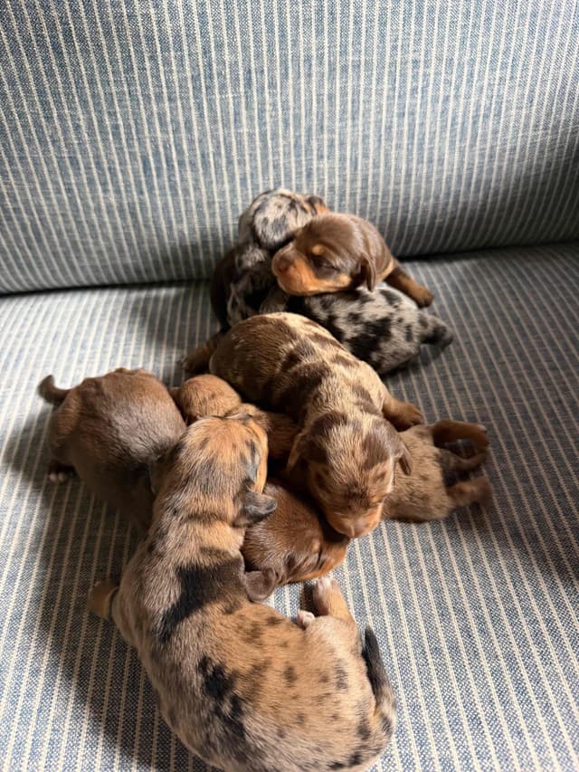 Dachshund Puppies media 6