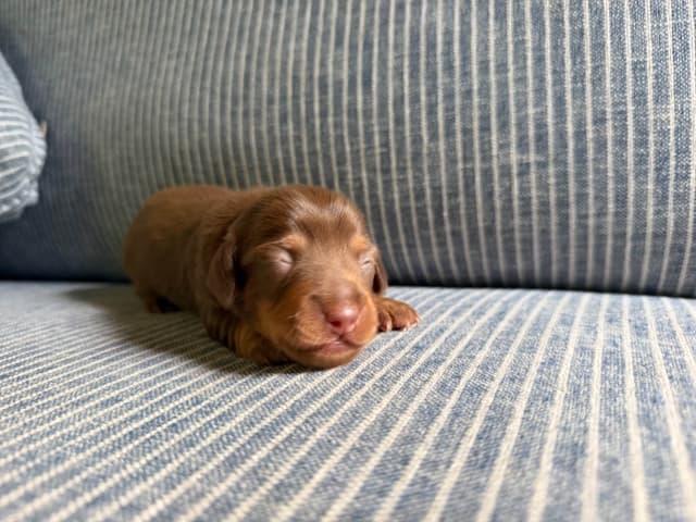 Dachshund Puppies media 2