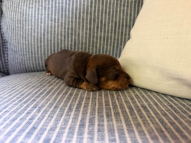 Dachshund Puppies media 3