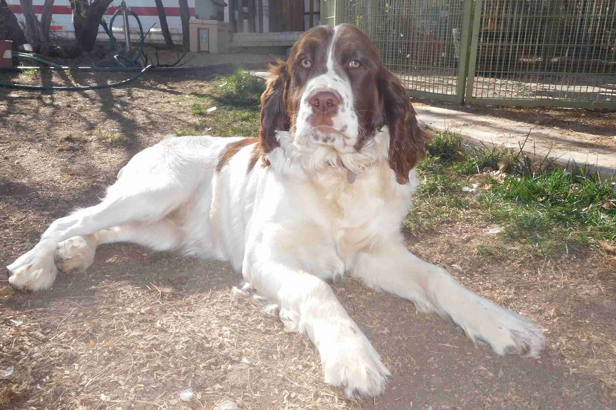 English Springer Spaniel Puppies breeder image 2
