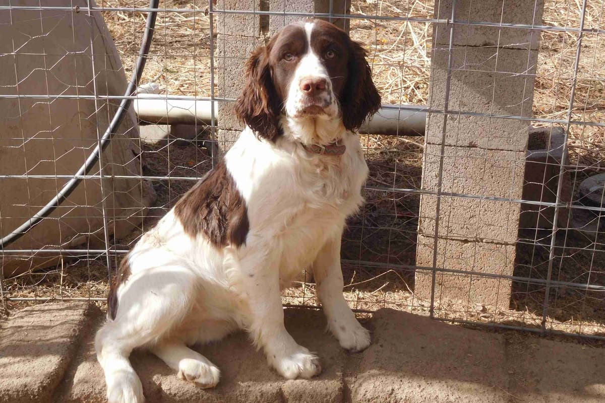English Springer Spaniel Puppies breeder image 5