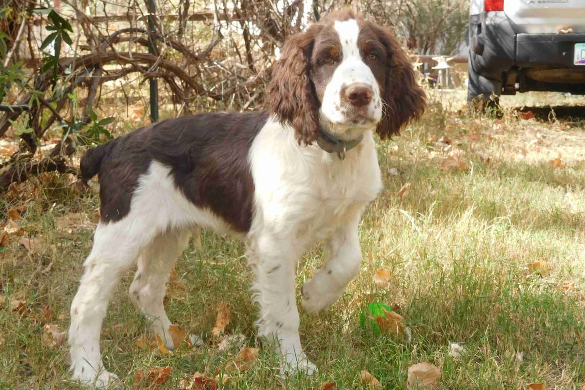 English Springer Spaniel Puppies breeder image 6