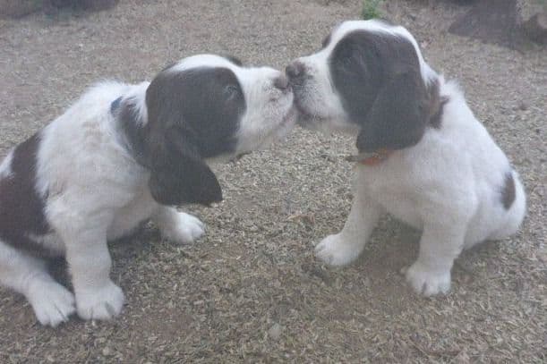English Springer Spaniel Puppies breeder image 13