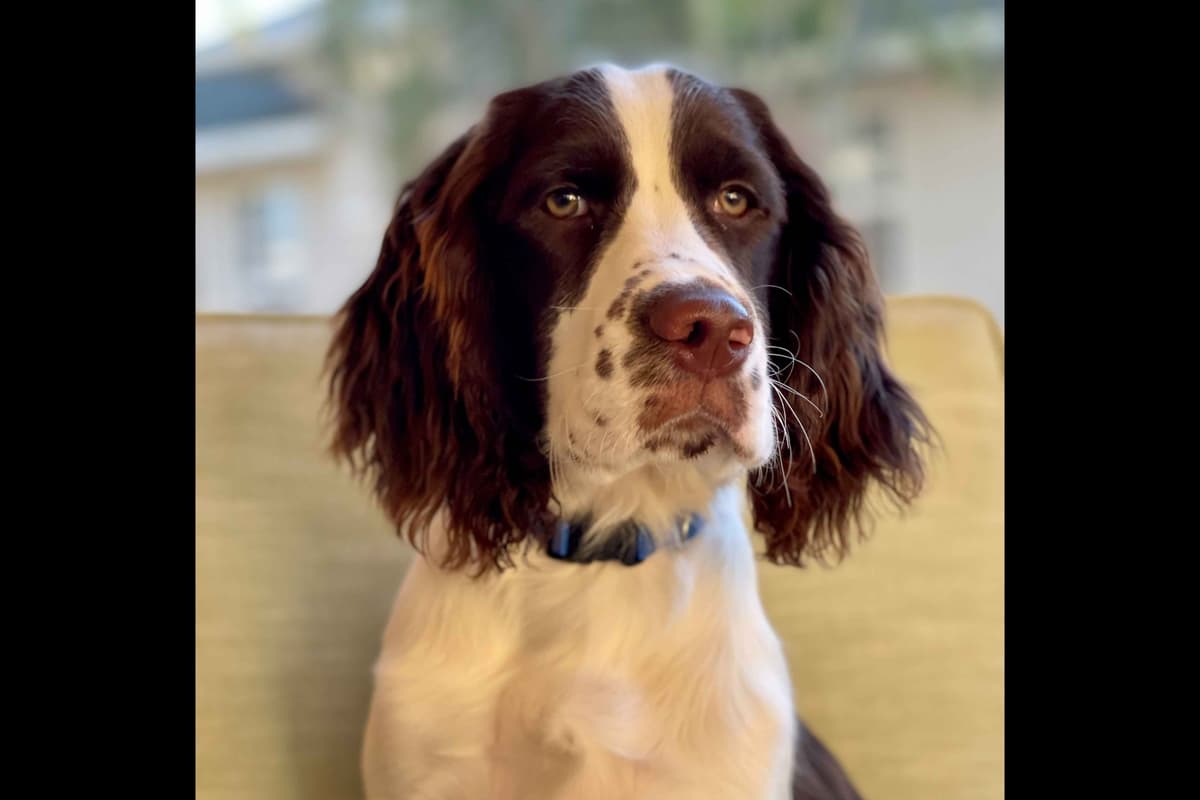 English Springer Spaniel Puppies breeder image 10