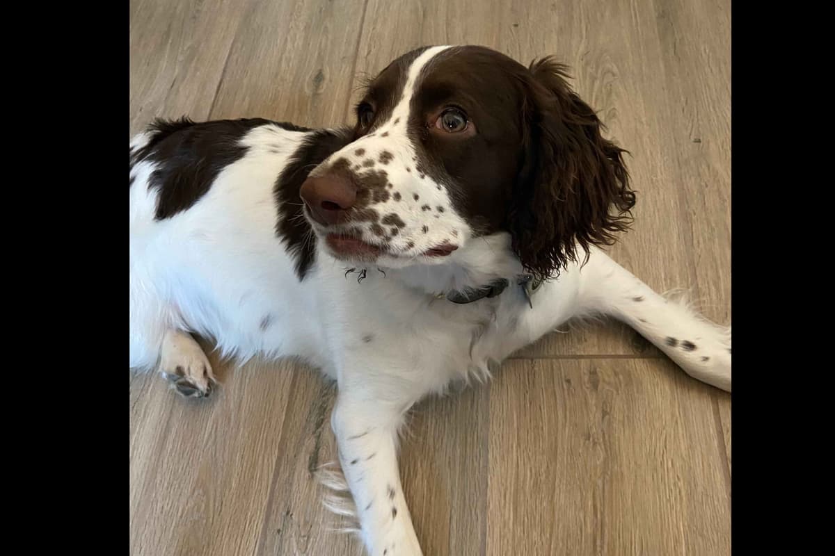 English Springer Spaniel Puppies breeder image 9