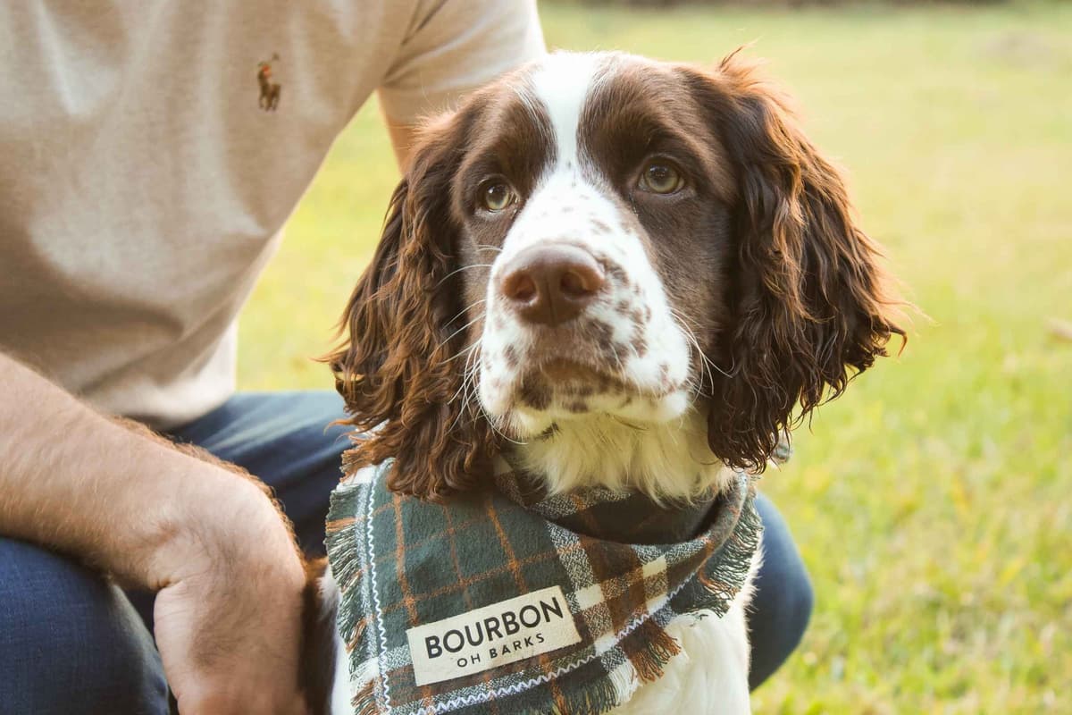 English Springer Spaniel Puppies breeder image 11