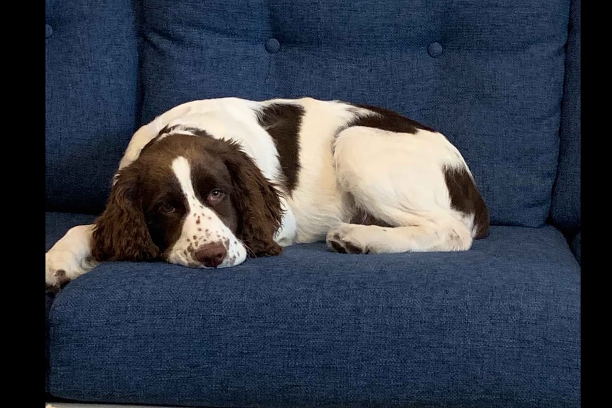 English Springer Spaniel Puppies breeder image 8
