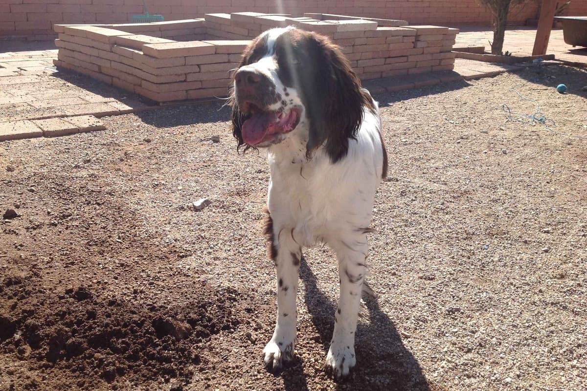 English Springer Spaniel Puppies breeder image 12