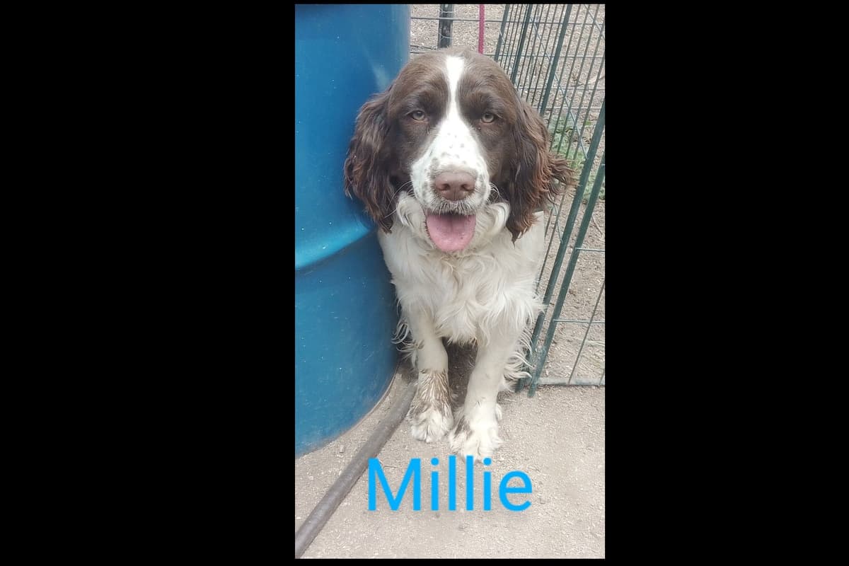 English Springer Spaniel Puppies breeder image 4