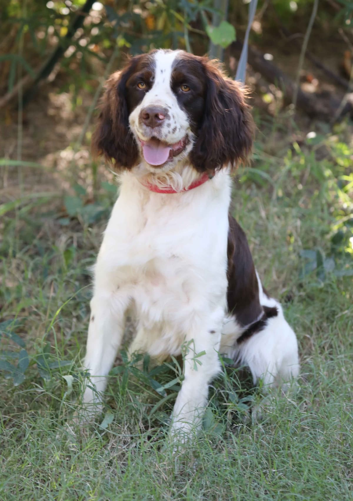 English Springer Spaniel Puppies breeder image 14