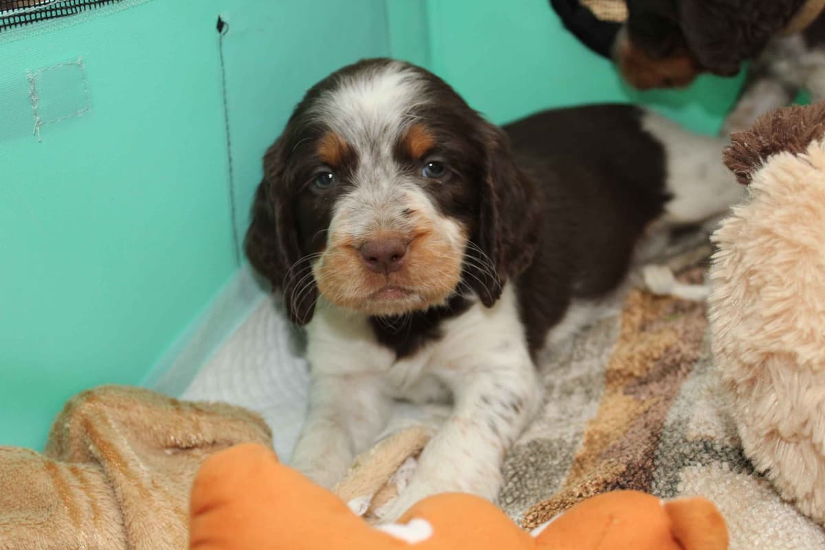 English Springer Spaniel Puppies breeder image 15