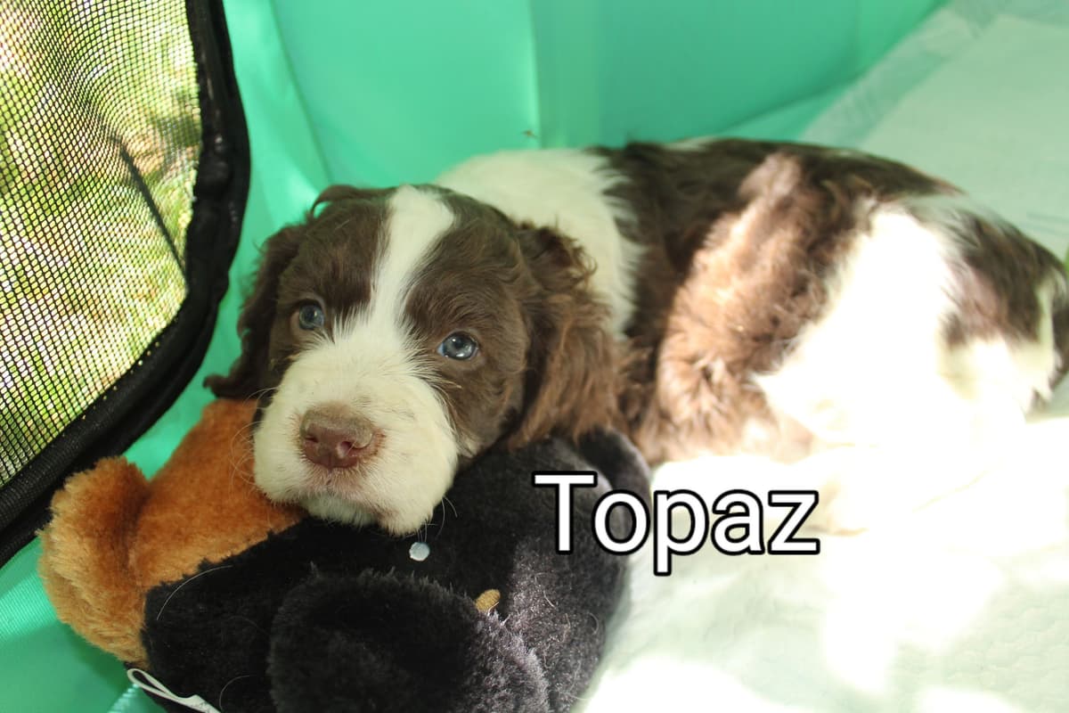 English Springer Spaniel Puppies breeder image 16