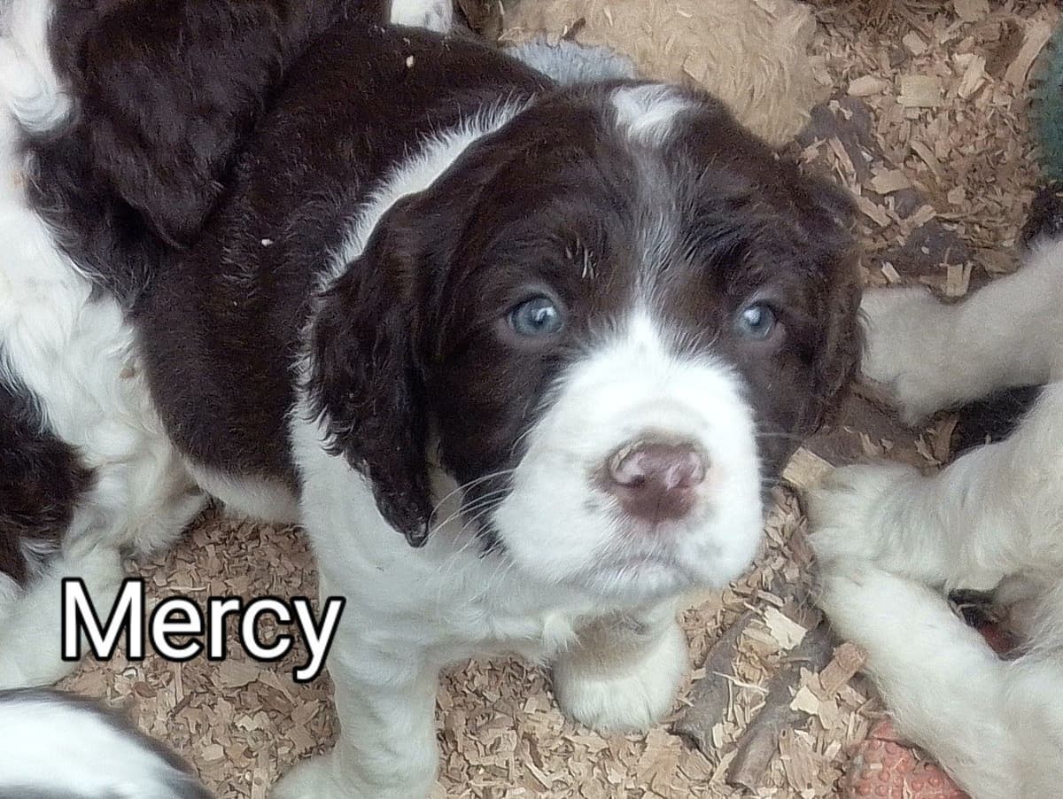 English Springer Spaniel Puppies breeder image 17