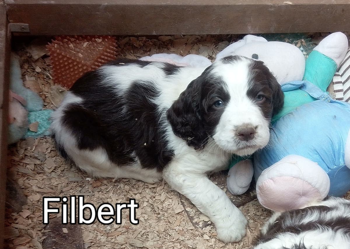 English Springer Spaniel Puppies breeder image 18