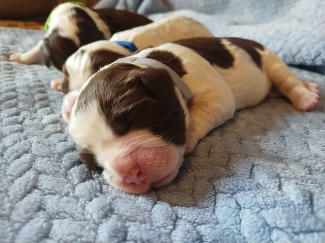 English Springer Spaniel Puppies media 2