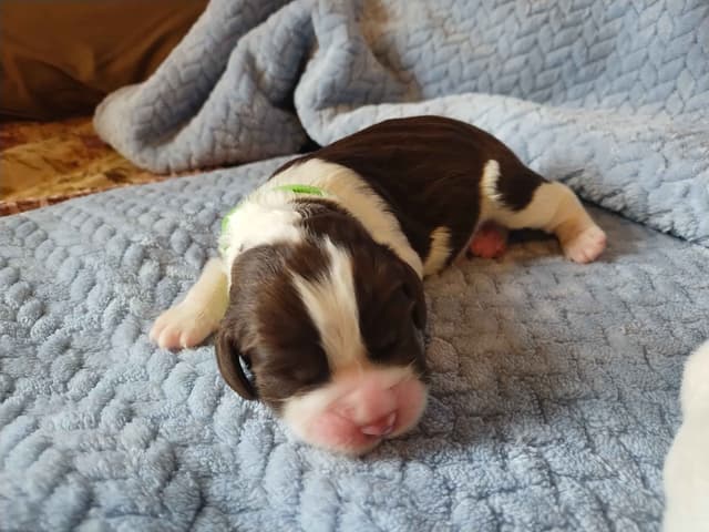 English Springer Spaniel Puppies media 3