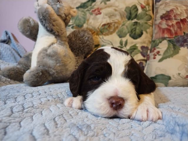 English Springer Spaniel Puppies media 7