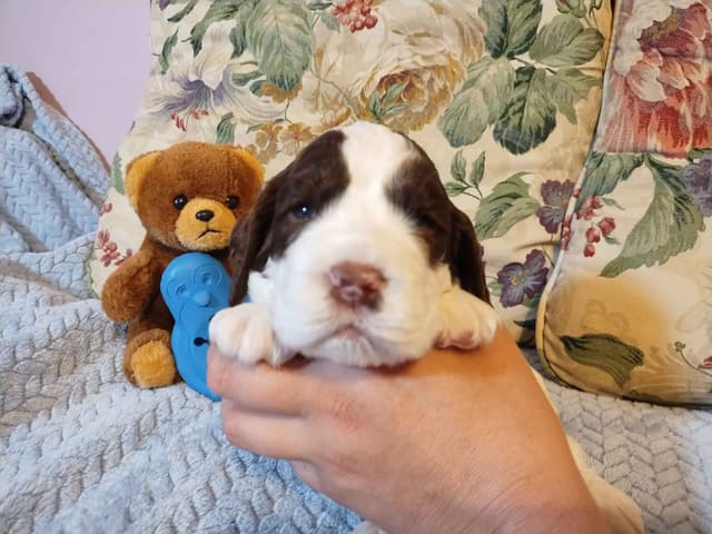 English Springer Spaniel Puppies media 5