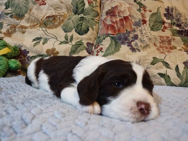 English Springer Spaniel Puppies media 9