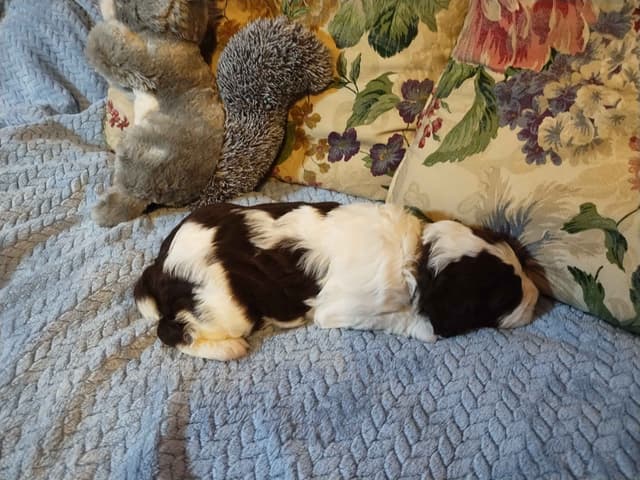 English Springer Spaniel Puppies media 8