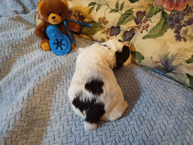 English Springer Spaniel Puppies media 6