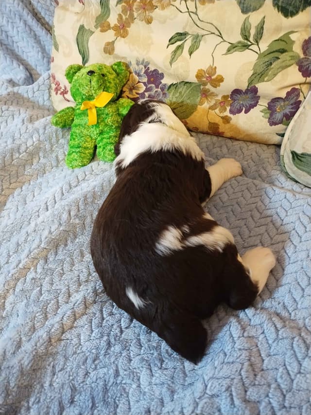 English Springer Spaniel Puppies media 10