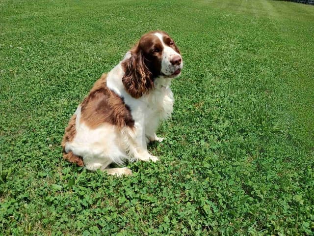 English Springer Spaniel Puppies media 11