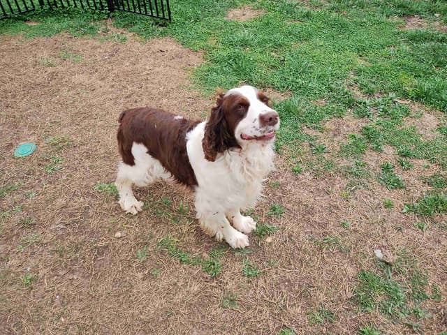 English Springer Spaniel Puppies media 12