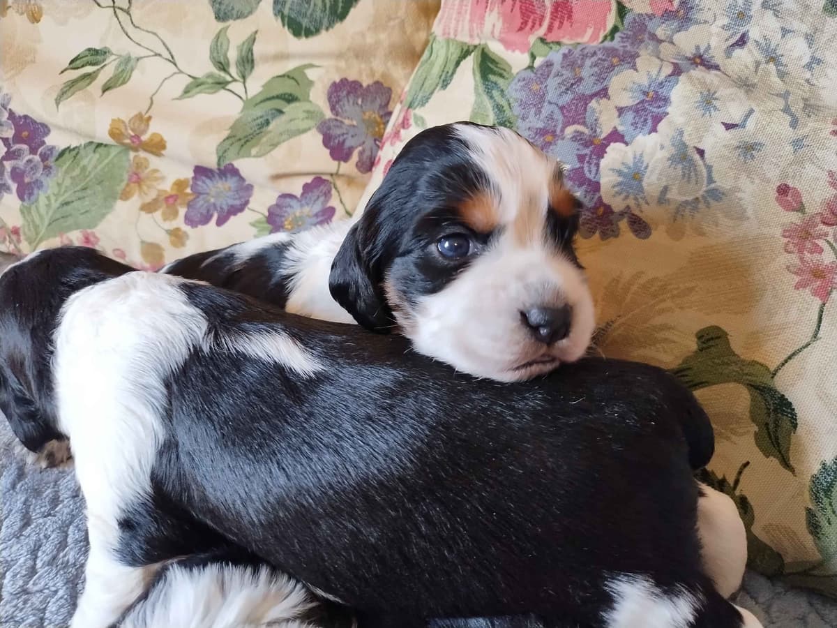 English Springer Spaniel Puppies breeder image 19