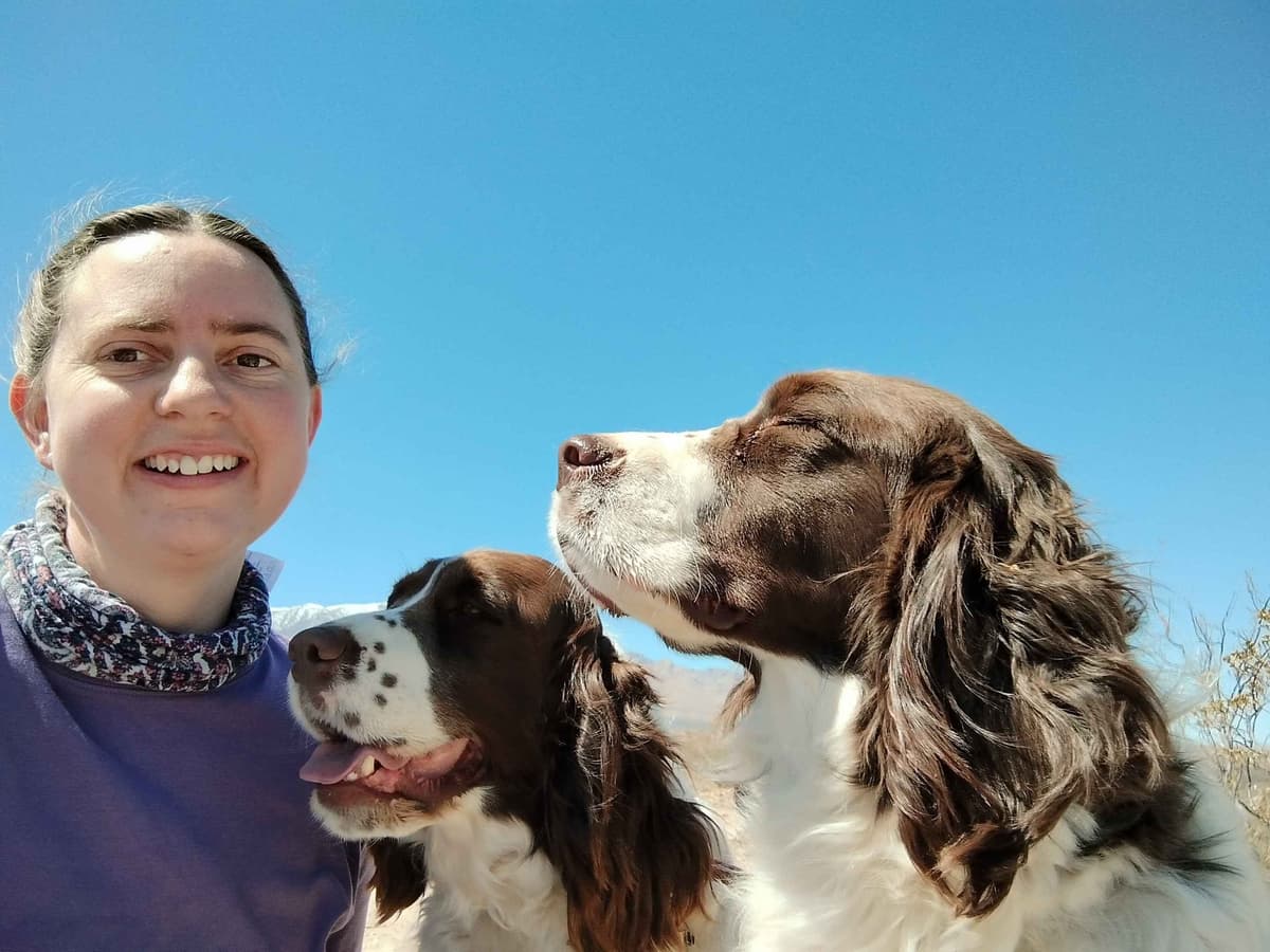 English Springer Spaniel Puppies breeder image 3