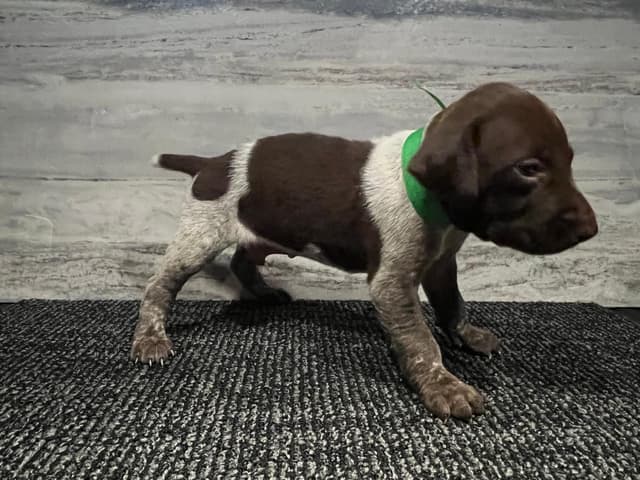 German Shorthaired Pointer Puppies media 7