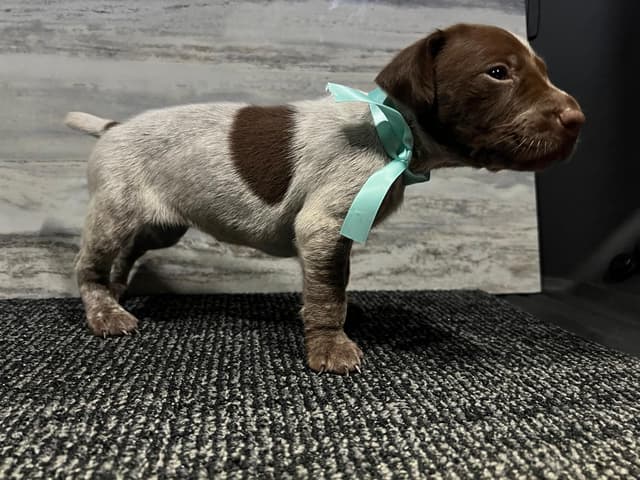 German Shorthaired Pointer Puppies media 3