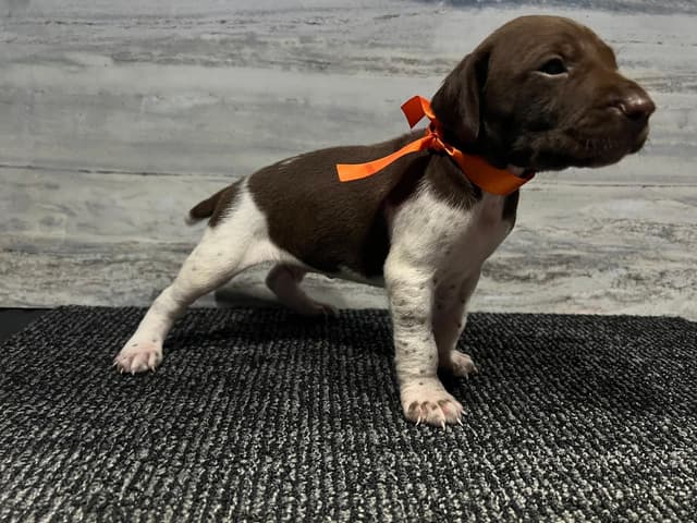 German Shorthaired Pointer Puppies media 6