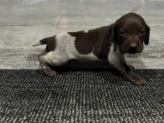 German Shorthaired Pointer Puppies media 4
