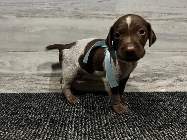 German Shorthaired Pointer Puppies media 8