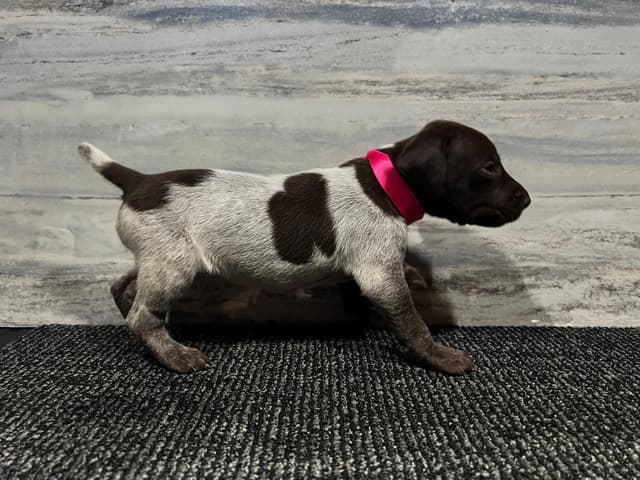 German Shorthaired Pointer Puppies media 5