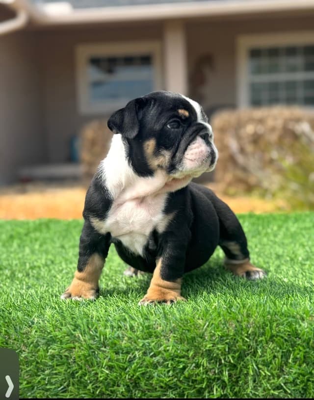 Bulldog Puppies media 2