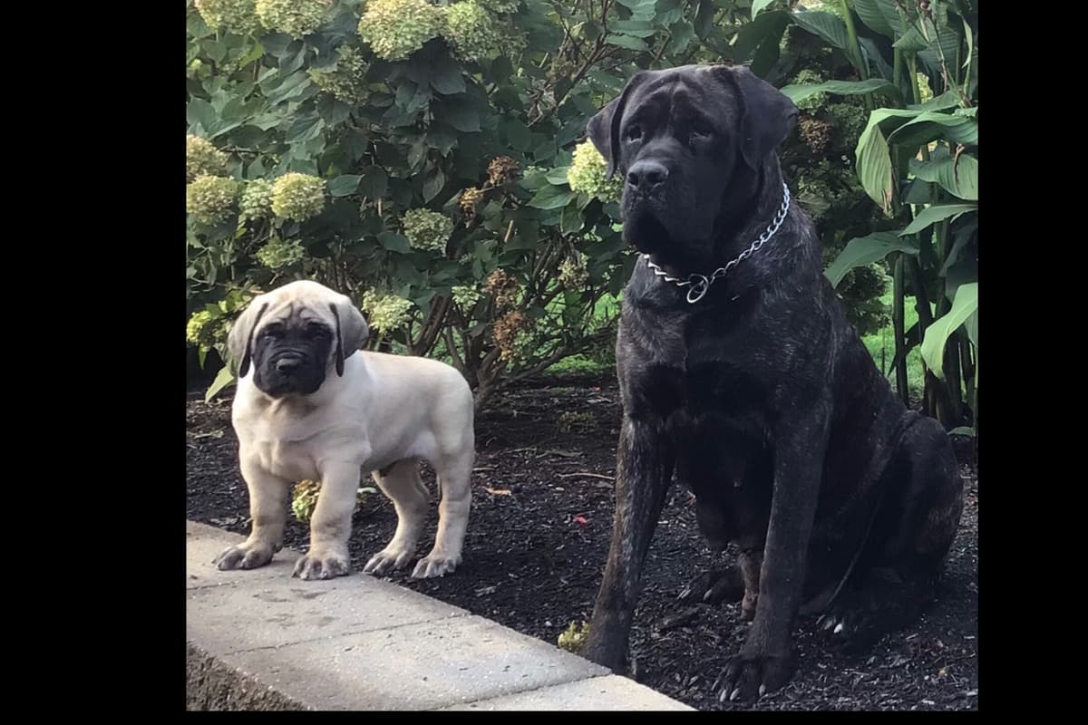 Maple Grove Mastiffs/ 717-380-6772 breeder image 4