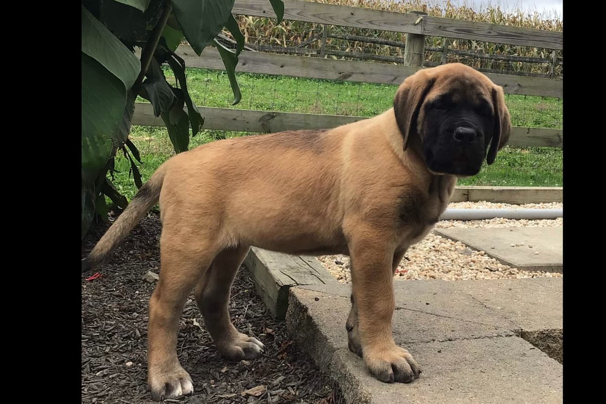Maple Grove Mastiffs/ 717-380-6772 breeder image 5
