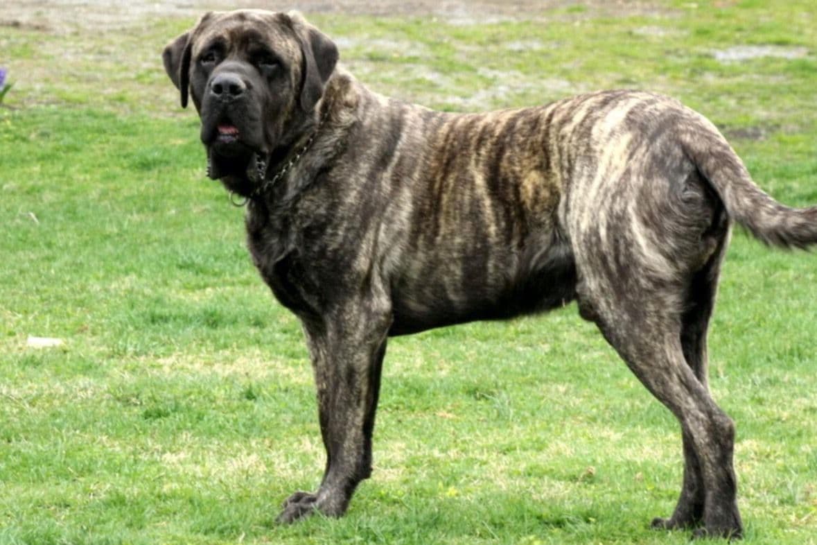 Maple Grove Mastiffs/ 717-380-6772 breeder image 2