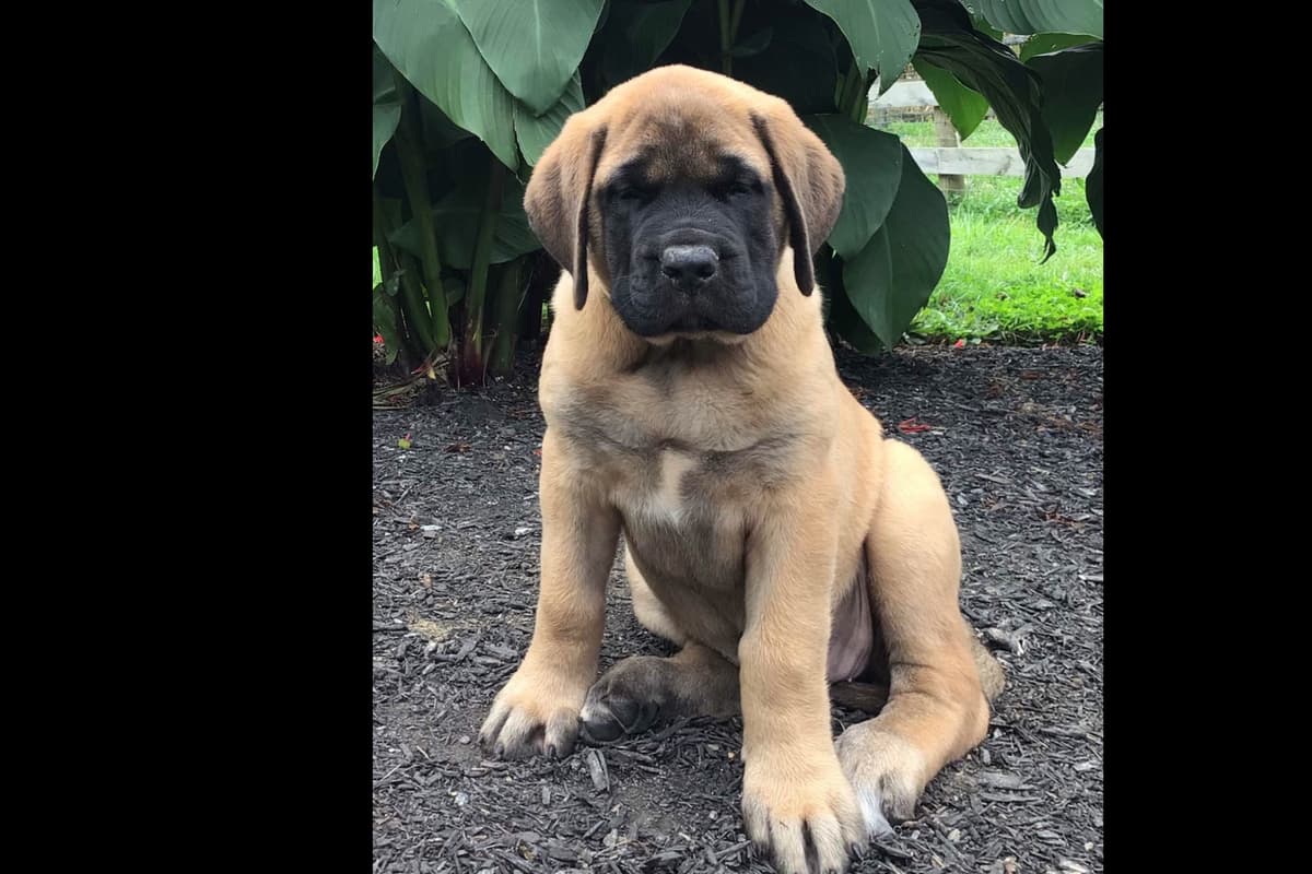 Maple Grove Mastiffs/ 717-380-6772 breeder image 6