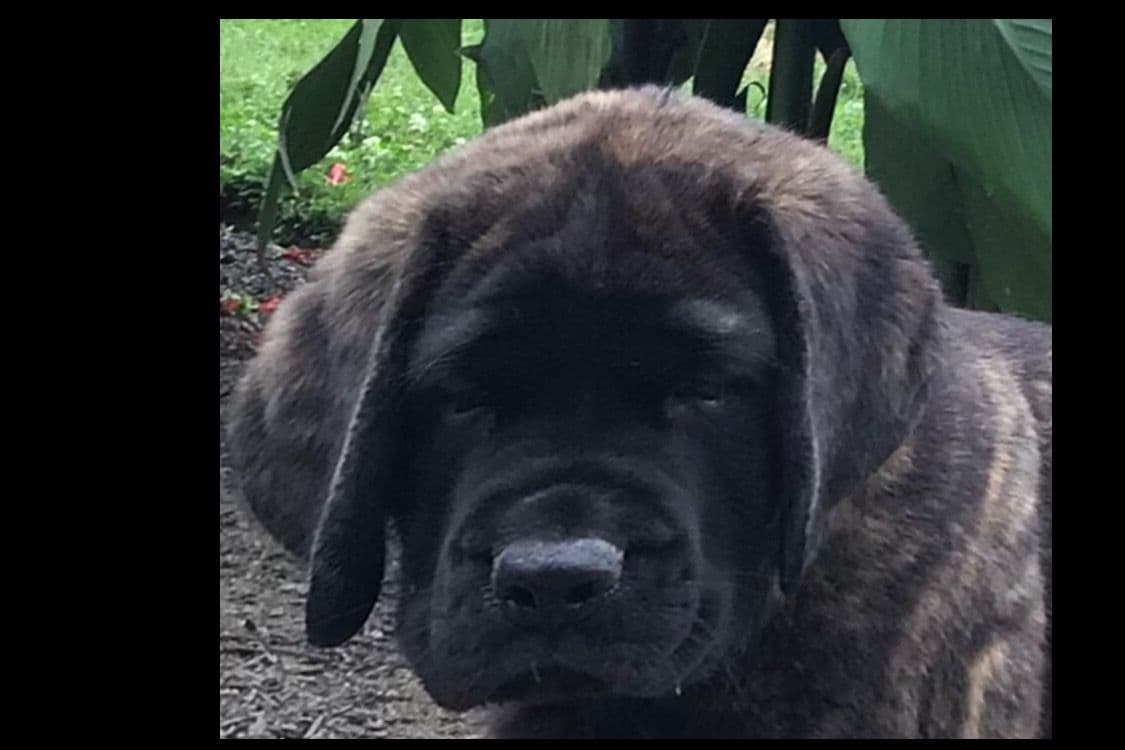 Maple Grove Mastiffs/ 717-380-6772 breeder image 7