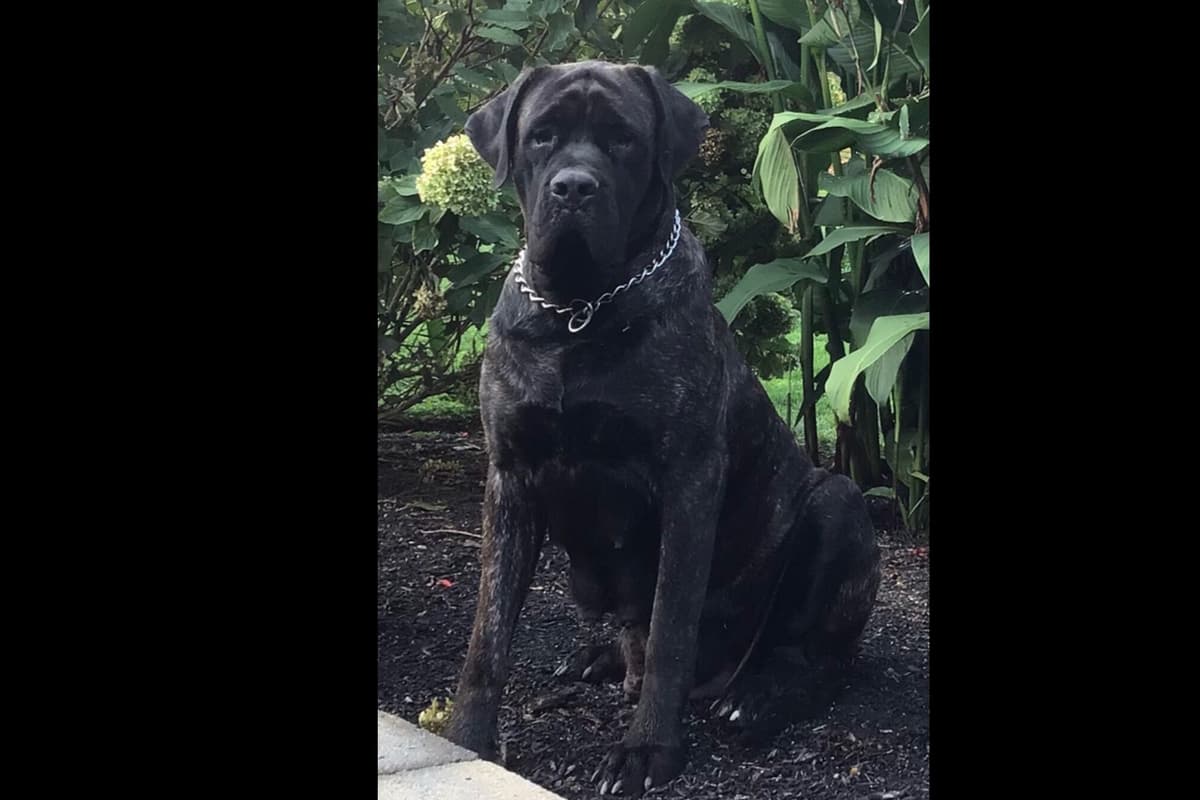 Maple Grove Mastiffs/ 717-380-6772 breeder image 8