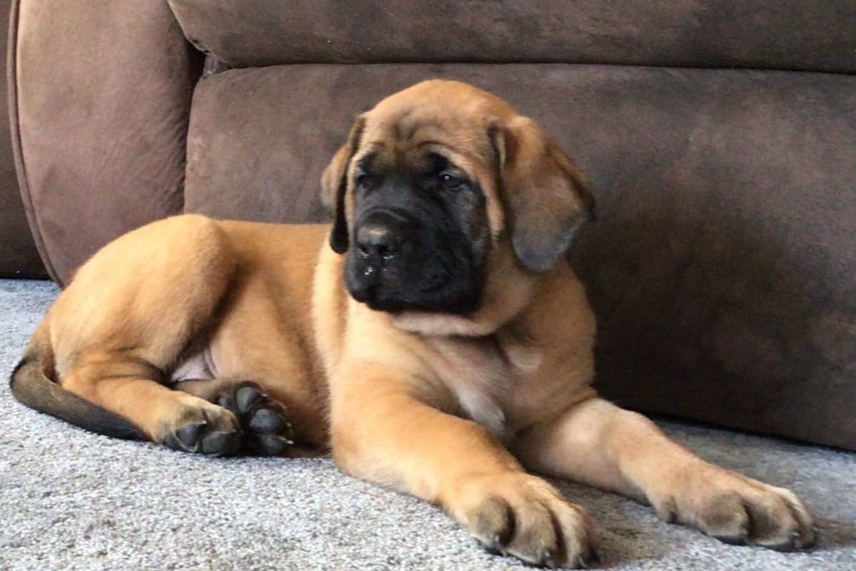Maple Grove Mastiffs/ 717-380-6772 breeder image 9